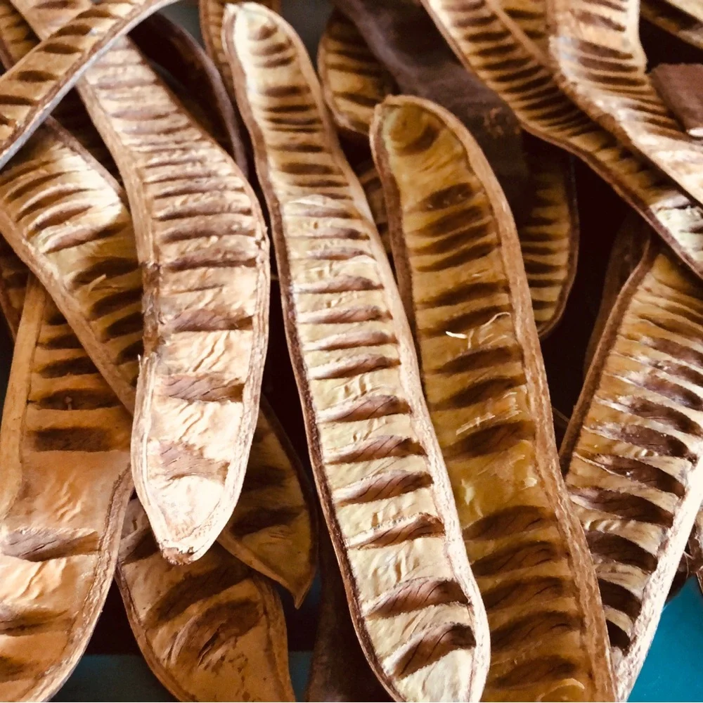 5 Natural Dried Seed Pods - Brown and Cream Decorative Bundle